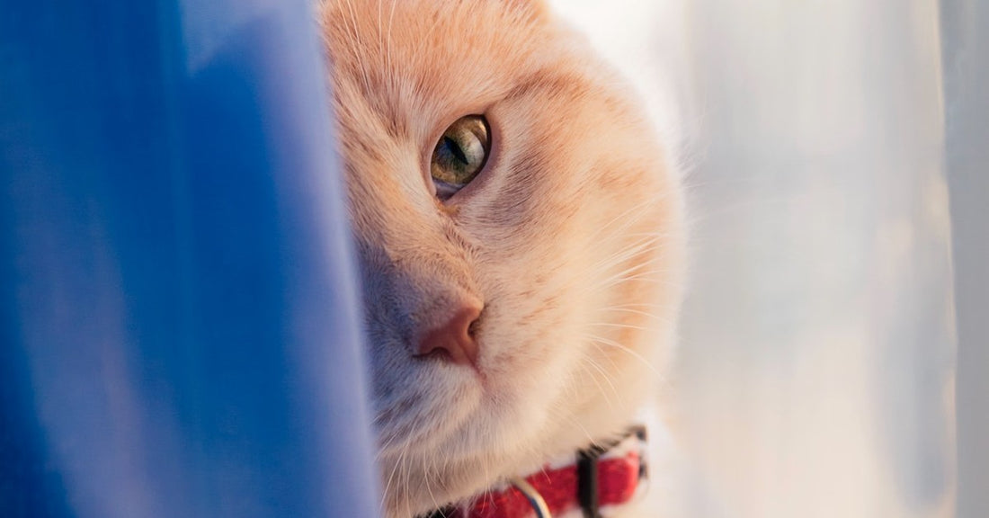 How to Interior Design When You Have Pets, Part 2