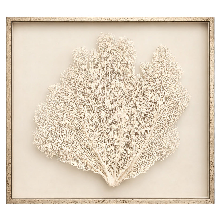 Natural Cream Sea Fan