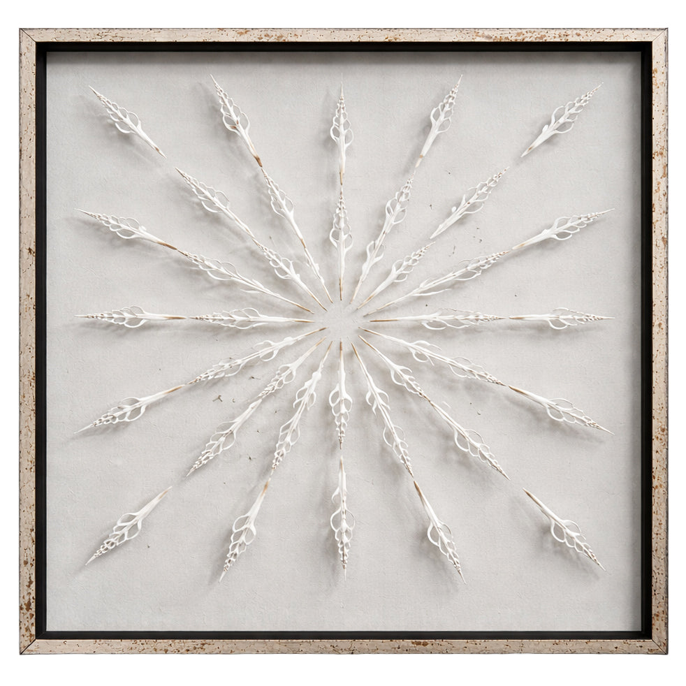 Spindle Shells